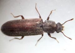 Lyctus cavicollis TP11 by Tobias 67. Used under a CC BY-SA 4.0 license.