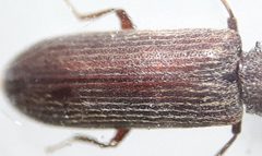 Lyctus cavicollis TP12 by Tobias 67. Used under a CC BY-SA 4.0 license.