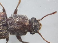 Lyctus cavicollis TP13 by Tobias 67. Used under a CC BY-SA 4.0 license.