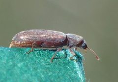 Lyctus cavicollis TP34 by Tobias 67. Used under a CC BY-SA 4.0 license.