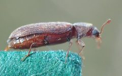 Lyctus cavicollis TP37 by Tobias 67. Used under a CC BY-SA 4.0 license.