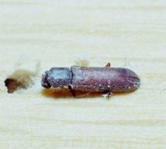 Lyctus linearis by Clemson University - USDA Cooperative Extension Slide Series. Used under a CC BY 3.0 license.