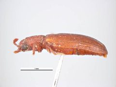 Lyctus linearis1 by Simon Hinkley &amp; Ken Walker, Museum Victoria. Used under a CC BY 3.0 au license.