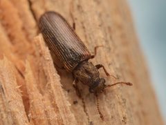 Lyctus linearis2 by Stanislav Snäll. Used under a CC BY 3.0 license.