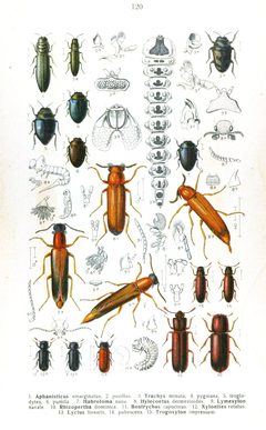 Reitter-1911-plate120 by Edmund Reitter
. Used under a Public domain license.