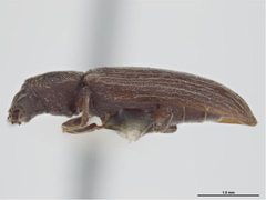 Lyctus opaculus by Sarah McCaffrey, Museum Victoria. Used under a CC BY 3.0 au license.