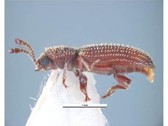 Minthea reticulata1 by Ken Walker, Museum Victoria. Used under a CC BY 3.0 au license.