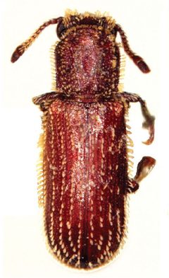 Minthea rugicollis by Wisut Sittichaya, Roger A. Beaver, Lan-Yu Liu, Aran Ngampongsai. Used under a CC BY 3.0 license.