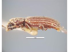 Minthea rugicollis1 by Ken Walker, Museum Victoria. Used under a CC BY 3.0 au license.