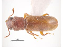 Trogoxylon aequale by Simon Hinkley & Ken Walker, Museum Victoria. Used under a CC BY 3.0 au license.
