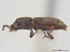 Trogoxylon punctatum by Sarah McCaffrey, Museum Victoria. Used under a CC BY 3.0 au license.