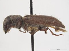 Melalgus confertus by Sarah McCaffrey, Museum Victoria. Used under a CC BY 3.0 au license.