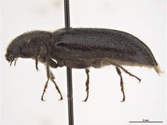 Melalgus plicatus by Sarah McCaffrey, Museum Victoria. Used under a CC BY 3.0 au license.