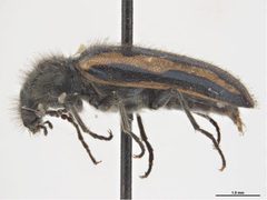 Psoa maculata by Sarah McCaffrey, Museum Victoria. Used under a CC BY 3.0 au license.