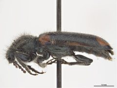 Psoa quadrisignata by Sarah McCaffrey, Museum Victoria. Used under a CC BY 3.0 au license.
