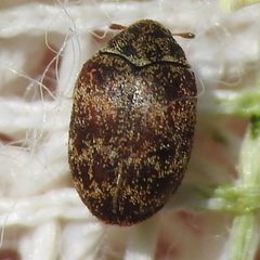 Anthrenus castaneae 115371041 Sam Kieschnick by Sam Kieschnick. Used under a CC BY 4.0 license.
