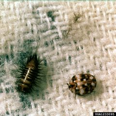 Anthrenus flavipes larva adult by Clemson University - USDA Cooperative Extension Slide Series, Bugwood.org. Used under a CC BY 3.0 license.