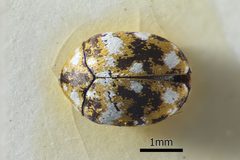 NHMUK014092673 Anthrenus s.str. flavipes LeConte whole dorsal X 2.5 by NHM Beetles and Bugs. Used under a CC BY 2.0 license.