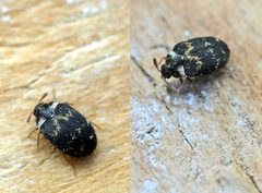 Anthrenus fuscus01 by wikipedia. Used under a Attribution license.