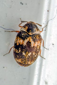Anthrenus fuscus 288181769 by Robert Roach. Used under a CC BY 4.0 license.