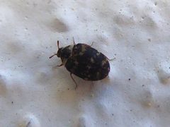 Anthrenus fuscus Piazzo by Syrio. Used under a CC BY-SA 4.0 license.
