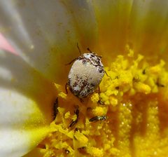 Anthrenus isabellinus. Dermestidae - Flickr - gailhampshire by gailhampshire from Cradley, Malvern, U.K. Used under a CC BY 2.0 license.