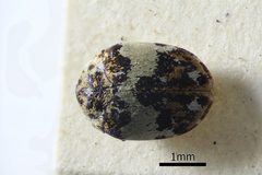 NHMUK014092664 Anthrenus s.str. pimpinellae isabellinus Fab. whole dorsal X 2.5 by NHM Beetles and Bugs. Used under a CC BY 2.0 license.