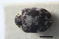 NHMUK014092683 Anthrenus s.str. lepidus LeConte whole dorsal X 3.2 by NHM Beetles and Bugs. Used under a CC BY 2.0 license.