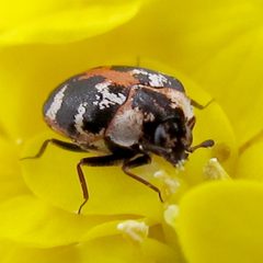 Anthrenus scrophulariae 1 by Jacy Lucier. Used under a CC BY-SA 4.0 license.