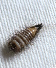 Anthrenus scrophulariae 426465913 by lspinnars. Used under a CC BY 4.0 license.