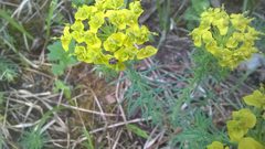 Anthrenus scrophulariae on Euphorbia cyparissias in Vilnius by Illustr. Used under a CC BY-SA 4.0 license.