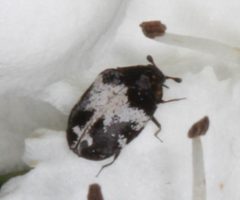 Anthrenus sophonisba 1428710 Scott Loarie by Scott Loarie. Used under a CC0 license.