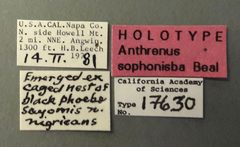 CASTYPE17630 Anthrenus sophonisba Label by California Academy of Sciences. Used under a CC BY-SA 3.0 license.