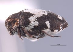 CASTYPE17630 Anthrenus sophonisba Lateral by California Academy of Sciences. Used under a CC BY-SA 3.0 license.