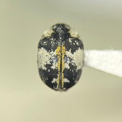 Anthrenus thoracicus 198183066 Earl Agpawa 01 by Earl Agpawa. Used under a CC0 license.