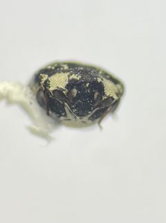 Anthrenus thoracicus 198183066 Earl Agpawa 02 by Earl Agpawa. Used under a CC0 license.