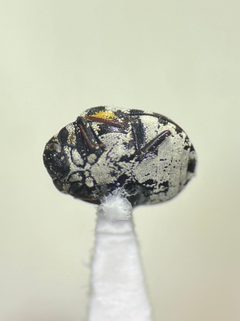 Anthrenus thoracicus 198183066 Earl Agpawa 03 by Earl Agpawa. Used under a CC0 license.