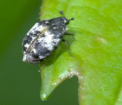 Anthrenus thoracicus P1390042a by 
xpda. Used under a CC BY-SA 4.0 license.