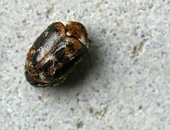 Anthrenus verbasci01 by wikipedia. Used under a Attribution license.