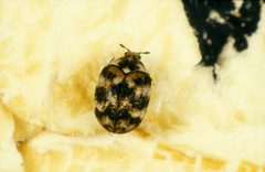 CSIRO ScienceImage 2898 Anthrenus verbasci by division, CSIRO. Used under a CC BY 3.0 license.