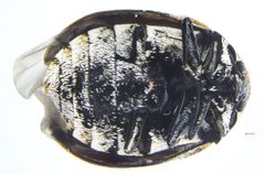 Dermestidae Anthrenus verbasci Bottom PaulT by PaulT Gunther Tschuch. Used under a CC BY-SA 3.0 license.