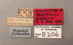 CASTYPE8206 Dearthrus stebbinsi Label by California Academy of Sciences. Used under a CC BY-SA 3.0 license.