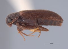 CASTYPE8206 Dearthrus stebbinsi Lateral by California Academy of Sciences. Used under a CC BY-SA 3.0 license.