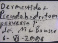 2011-08-15-UAM100038213-Pseudohadrotoma perversa-label2a by University of Alaska Museum. Used under a CC0 license.