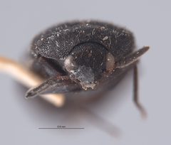 CASTYPE8210 Megatoma prolixa Head by California Academy of Sciences. Used under a CC BY-SA 3.0 license.