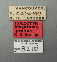 CASTYPE8210 Megatoma prolixa Label by California Academy of Sciences. Used under a CC BY-SA 3.0 license.