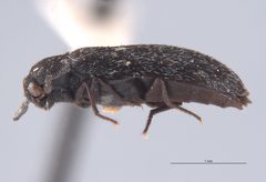 CASTYPE8210 Megatoma prolixa Lateral by California Academy of Sciences. Used under a CC BY-SA 3.0 license.