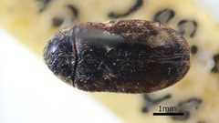 NHMUK014092618 Megatoma Perimegatoma variegata Horn whole dorsal X 2.0 by NHM Beetles and Bugs. Used under a CC BY 2.0 license.