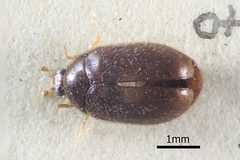 NHMUK014092645 Orphinus fulvipes Guer female whole dorsal X 2.5 by NHM Beetles and Bugs. Used under a CC BY 2.0 license.