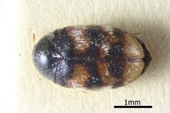 NHMUK014092596 Phradonoma nobile Reitter whole dorsal X 3.2 by NHM Beetles and Bugs. Used under a CC BY 2.0 license.
